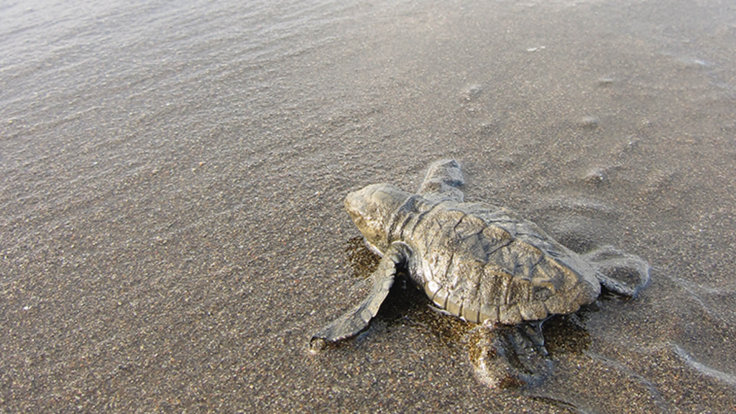 Nacimiento de tortuguitas en el Pacífico Colombiano