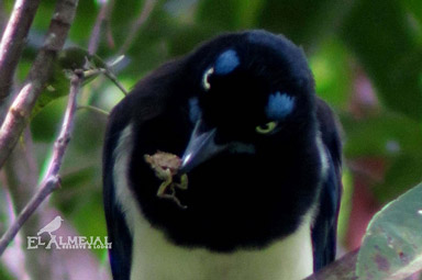 Birdwatching en El Almejal ecoturismo en el pacifico colombiano cyanocorax-affinis - carriqui-pechinegro black-chested-jay-_-blue-jay