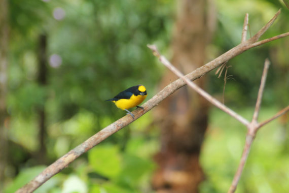 Birdwatching en El Almejal ecoturismo en el pacifico colombiano
