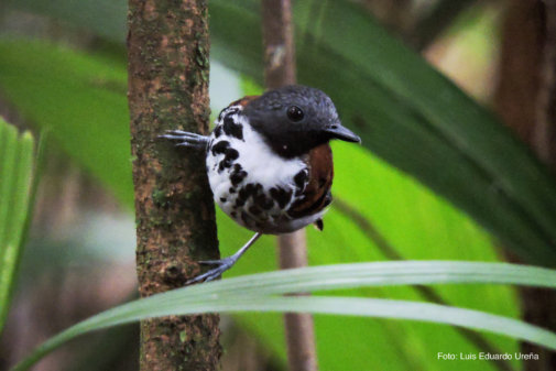 HOTEL EL ALMEJAL Birdwatching spotted-antbird-bahia-solano-feb-2015-1