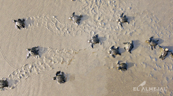 Nacimiento de tortuguitas en el Pacífico Colombiano