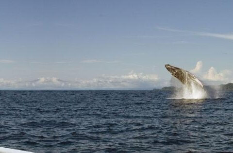 Avistamiento ballenas en el pacifico colombiano