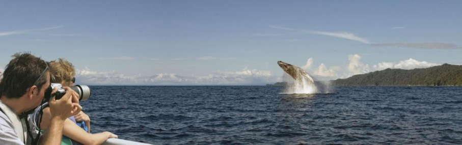 Avistamiento ballenas en el pacifico colombiano