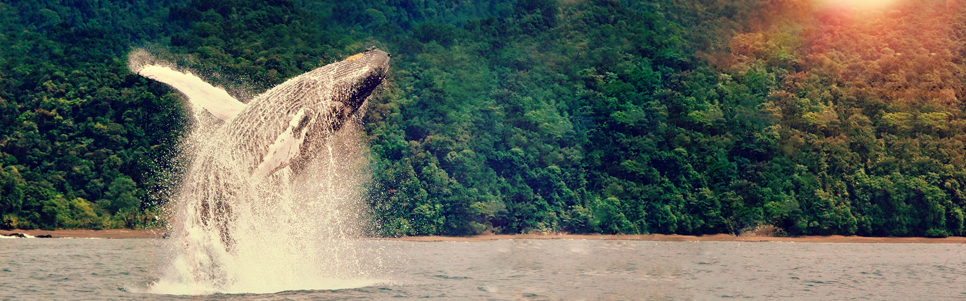 Promoción  Avistamiento de Ballenas en Colombia