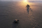 Tortuguitas al Mar - Bahía Solano