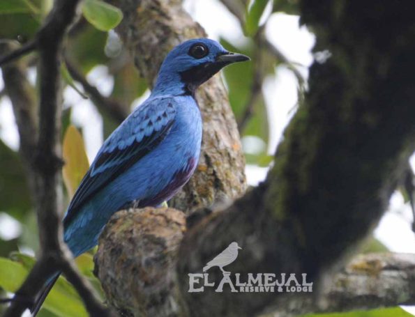 Blue-Cotinga-in-the-ALMEJAL-RESERVE-595x455